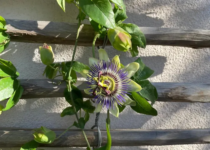 Centenary Goose Korčula