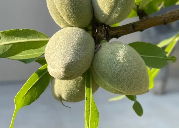 Centenary Goose Villa Korčula