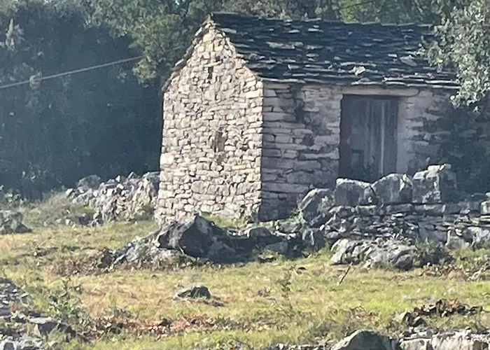 Centenary Goose 科尔丘拉