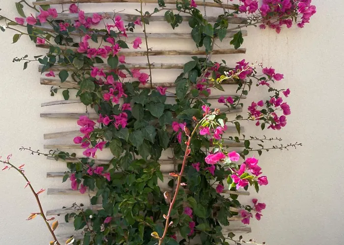 Centenary Goose Villa Korčula