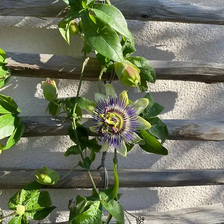 Centenary Goose Κόρτσουλα