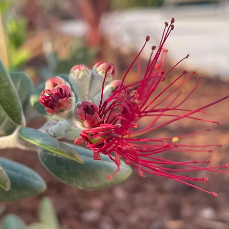 Centenary Goose * Κόρτσουλα