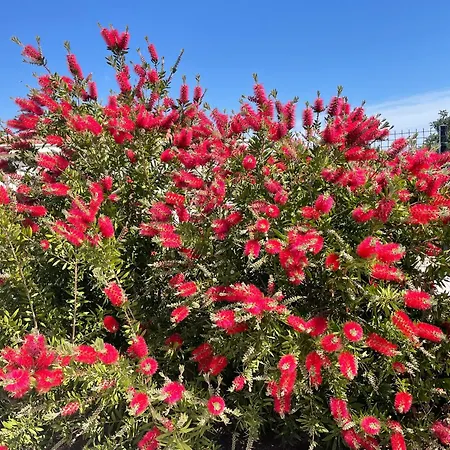 Βίλα Centenary Goose *