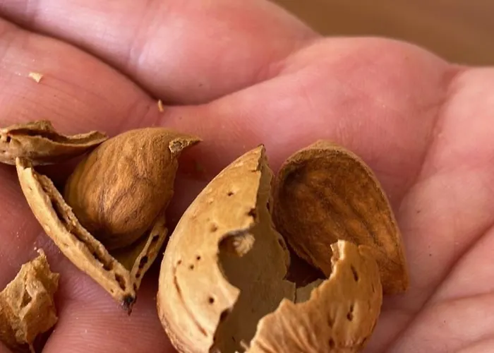 Centenary Goose Willa *