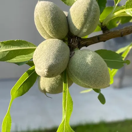 Centenary Goose فيلة كورتْشولا