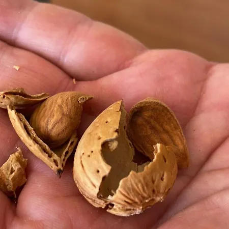 Centenary Goose فيلة *