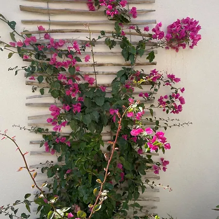 Centenary Goose فيلة كورتْشولا