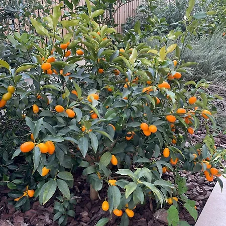 فيلة Centenary Goose كورتْشولا