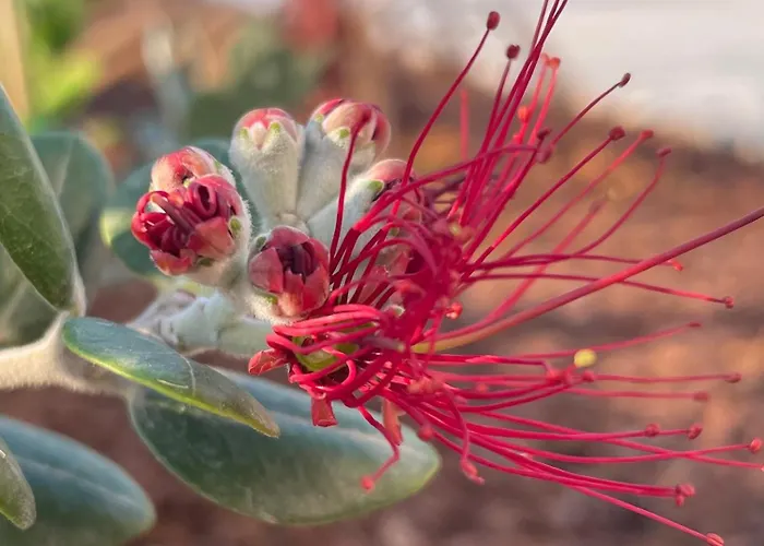 Centenary Goose * Korčula