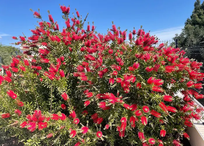 Villa Centenary Goose *