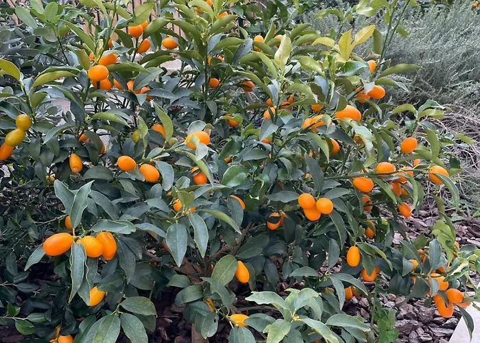 Villa Centenary Goose Korčula